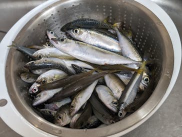 福岡市海づり公園に投稿された画像（2024/6/15）