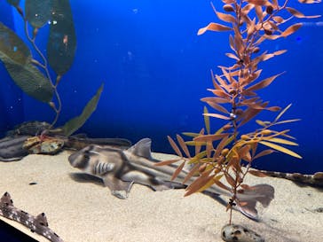 アクアワールド茨城県大洗水族館に投稿された画像（2024/6/15）