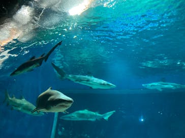 アクアワールド茨城県大洗水族館に投稿された画像（2024/6/15）