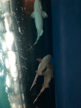 アクアワールド茨城県大洗水族館に投稿された画像（2024/6/15）
