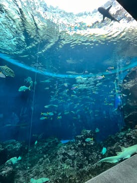 鴨川シーワールドに投稿された画像（2024/6/15）