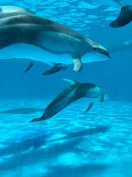 鴨川シーワールドに投稿された画像（2024/6/15）