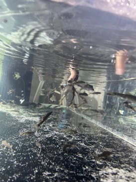 カワスイ 川崎⽔族館に投稿された画像（2024/6/15）