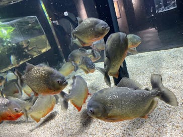 カワスイ 川崎⽔族館に投稿された画像（2024/6/15）