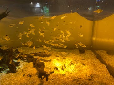 カワスイ 川崎⽔族館に投稿された画像（2024/6/15）