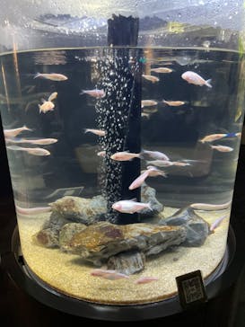 カワスイ 川崎⽔族館に投稿された画像（2024/6/15）