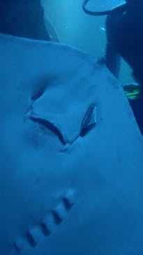 京都水族館に投稿された画像（2024/6/15）