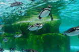 天王寺動物園に投稿された画像（2024/6/15）