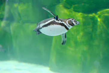 天王寺動物園に投稿された画像（2024/6/15）