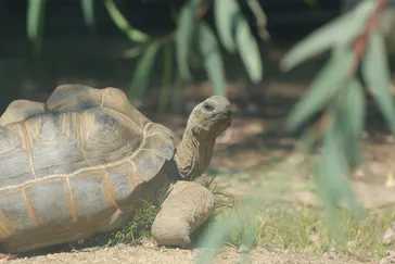天王寺動物園に投稿された画像（2024/6/15）