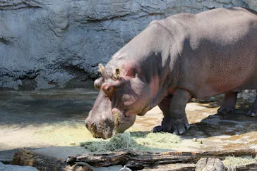 天王寺動物園に投稿された画像（2024/6/15）