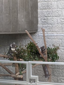 淡路ファームパーク イングランドの丘に投稿された画像（2024/6/15）