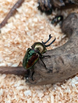 淡路ファームパーク イングランドの丘に投稿された画像（2024/6/15）