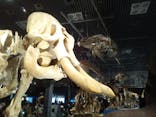 特別展「大哺乳類展３－わけてつなげて大行進」に投稿された画像（2024/6/16）