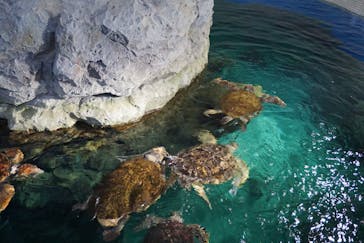 名古屋港水族館に投稿された画像（2024/6/15）