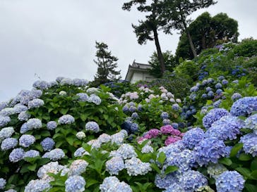 小田原城に投稿された画像（2024/6/15）