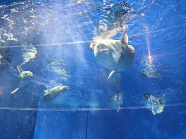 アクアワールド茨城県大洗水族館に投稿された画像（2024/6/15）