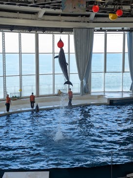 アクアワールド茨城県大洗水族館に投稿された画像（2024/6/15）