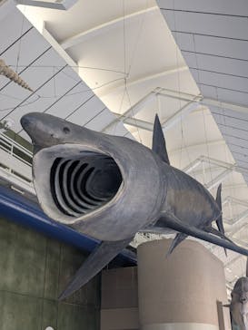 アクアワールド茨城県大洗水族館に投稿された画像（2024/6/15）