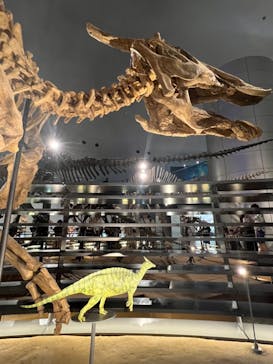 福井県立恐竜博物館に投稿された画像（2024/6/15）