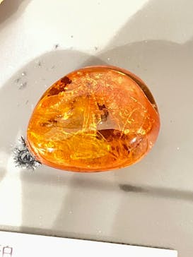 福井県立恐竜博物館に投稿された画像（2024/6/15）