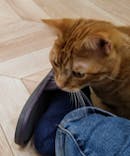 猫カフェモカ　イオンモール水戸内原店に投稿された画像（2024/6/16）