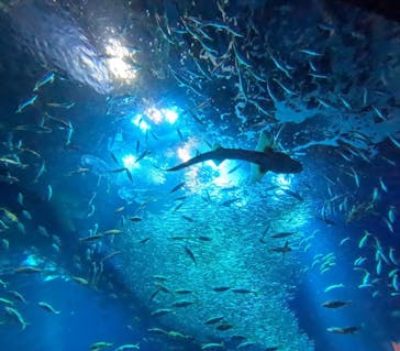 アクアワールド茨城県大洗水族館に投稿された画像（2024/6/16）