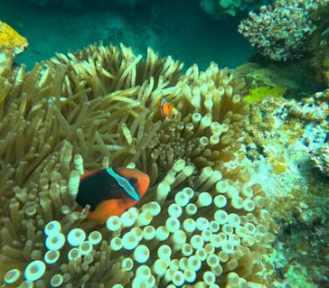 石垣島 ADVENTURE PiPi（イシガキジマアドベンチャーピピ）に投稿された画像（2024/6/16）