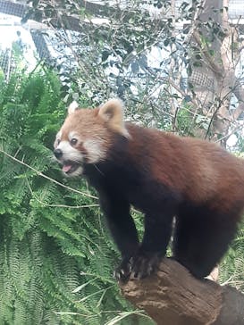 神戸どうぶつ王国に投稿された画像（2024/6/16）