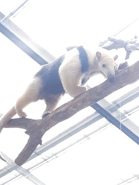 神戸どうぶつ王国に投稿された画像（2024/6/16）