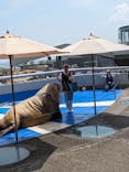 大分マリーンパレス水族館 「うみたまご」に投稿された画像（2024/6/16）
