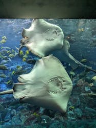 大分マリーンパレス水族館 「うみたまご」に投稿された画像（2024/6/16）