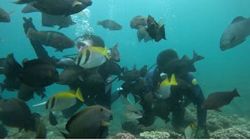 武藤潜水に投稿された画像（2024/6/16）