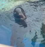 アクアワールド茨城県大洗水族館に投稿された画像（2024/6/16）