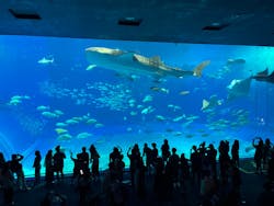 沖縄美ら海水族館に投稿された画像（2024/6/16）
