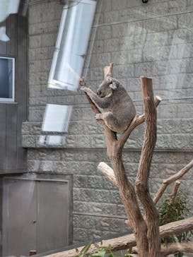 淡路ファームパーク イングランドの丘に投稿された画像（2024/6/16）