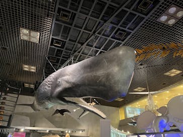 国立科学博物館に投稿された画像（2024/6/16）