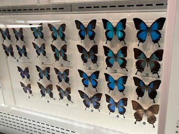 国立科学博物館に投稿された画像（2024/6/16）