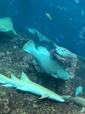 鴨川シーワールドに投稿された画像（2024/6/16）