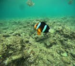 沖縄マリンサービス碧に投稿された画像（2024/6/16）