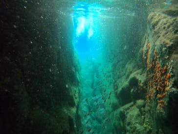 伊豆高原ダイビングスクール 渋谷店に投稿された画像（2024/6/16）