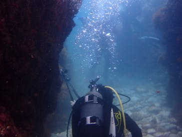 伊豆高原ダイビングスクール 渋谷店に投稿された画像（2024/6/16）