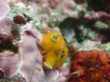 伊豆高原ダイビングスクール 渋谷店に投稿された画像（2024/6/16）