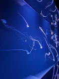 サンシャイン水族館に投稿された画像（2024/6/16）
