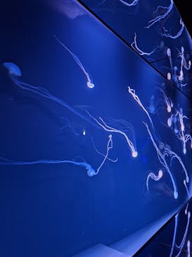 サンシャイン水族館に投稿された画像（2024/6/16）