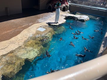 アクアワールド茨城県大洗水族館に投稿された画像（2024/6/16）