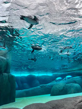 天王寺動物園に投稿された画像（2024/6/16）