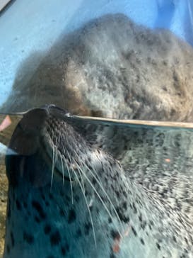 新江ノ島水族館に投稿された画像（2024/6/16）