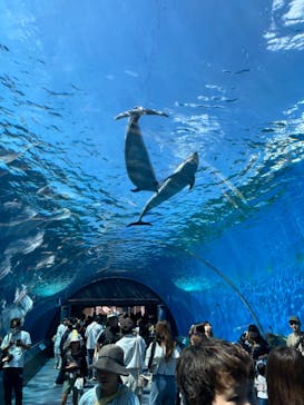 横浜・八景島シーパラダイスに投稿された画像（2024/6/16）