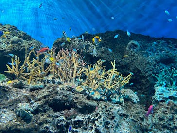 アクアワールド茨城県大洗水族館に投稿された画像（2024/6/16）